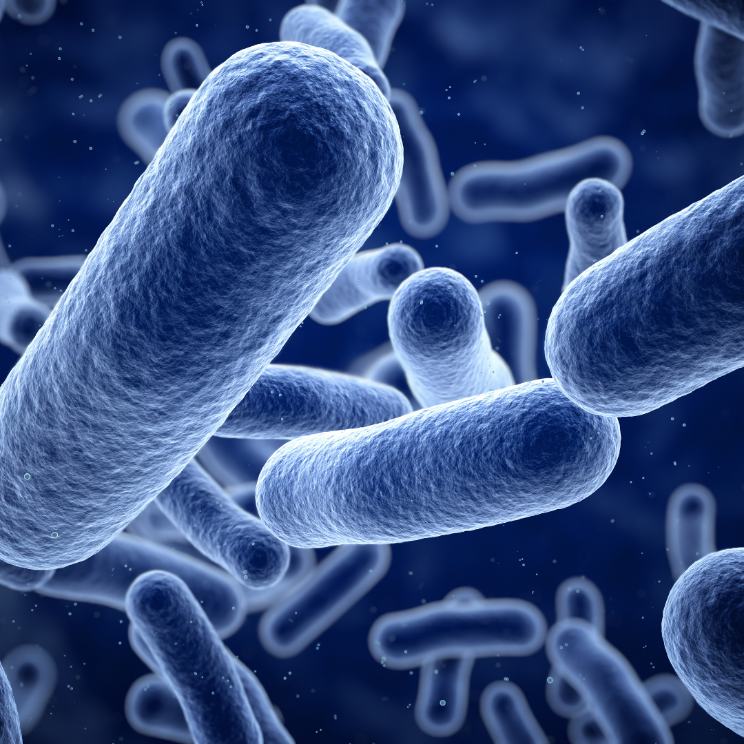 Unveiling the Importance of Gut Microbes: The Hidden Heroes Within